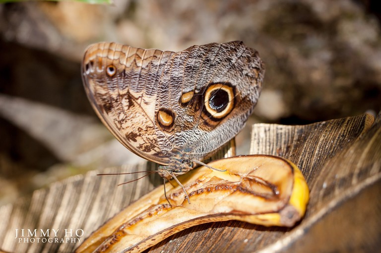 angela-and-brandon-esession-15