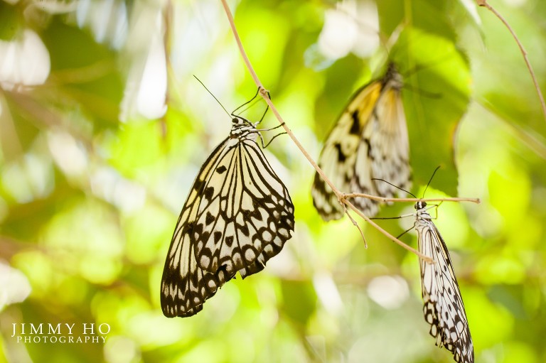 angela-and-brandon-esession-23